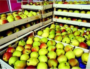 Control of Ethylene in fruits & vegetables warehouses and cold stores